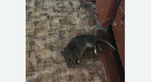 Дезинфекция от мышей в Карачеве